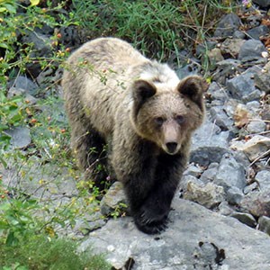 Brown Bear6 - Ursus arctos © John Muddeman